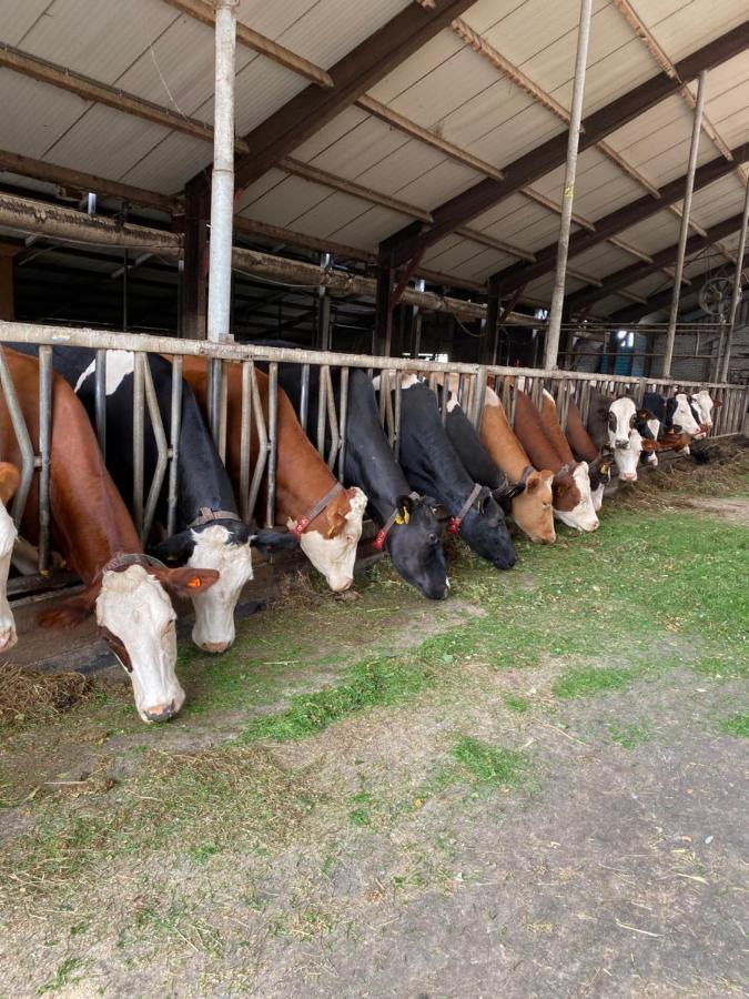 Herberg Boerderij De Straat-Hof Panzió Leimuiden Kültér fotó