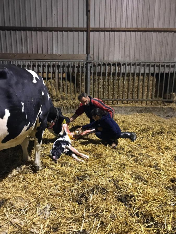 Herberg Boerderij De Straat-Hof Panzió Leimuiden Kültér fotó