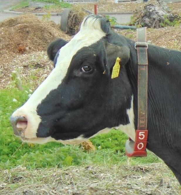 Herberg Boerderij De Straat-Hof Panzió Leimuiden Kültér fotó