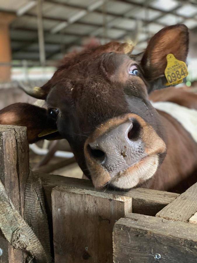 Herberg Boerderij De Straat-Hof Panzió Leimuiden Kültér fotó
