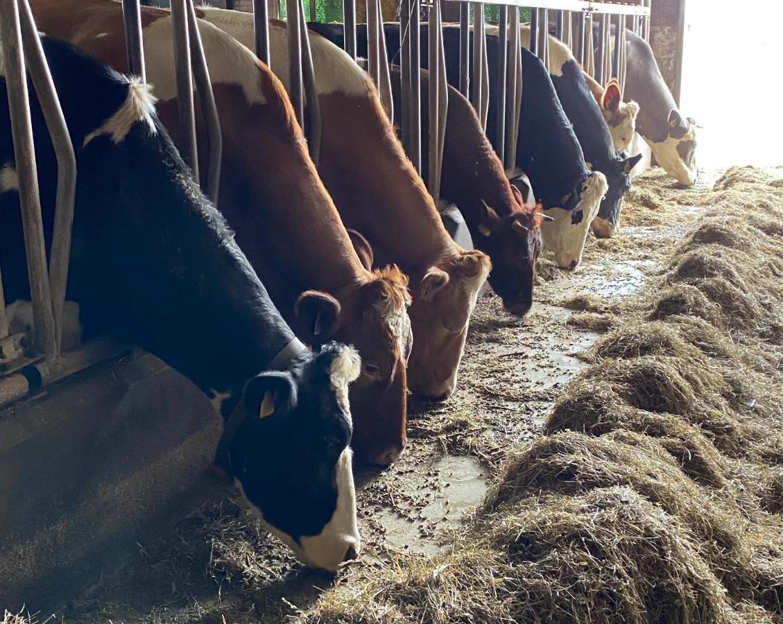 Herberg Boerderij De Straat-Hof Panzió Leimuiden Kültér fotó