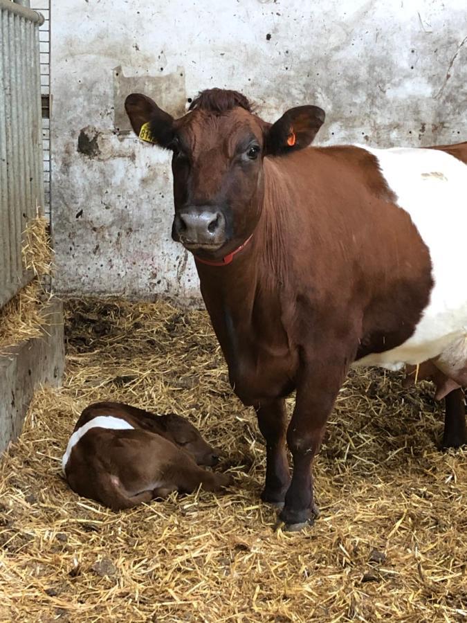Herberg Boerderij De Straat-Hof Panzió Leimuiden Kültér fotó