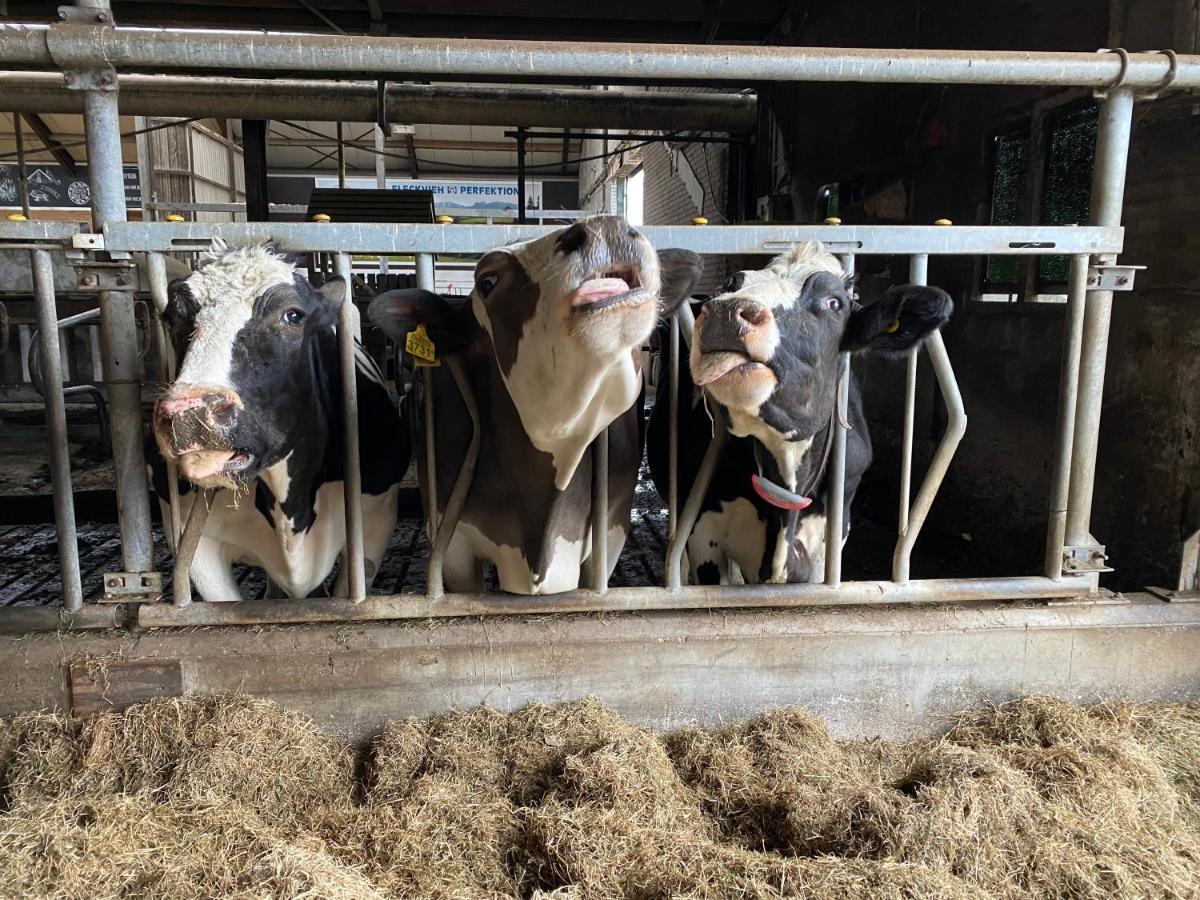 Herberg Boerderij De Straat-Hof Panzió Leimuiden Kültér fotó
