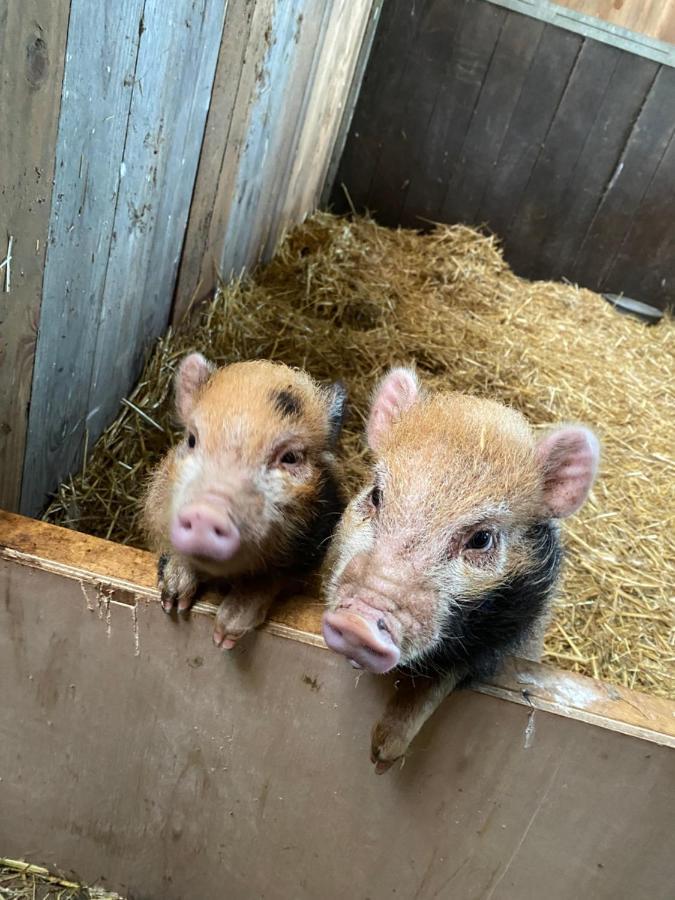Herberg Boerderij De Straat-Hof Panzió Leimuiden Kültér fotó